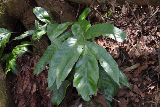 Image of Tectaria harlandii (Hook.) C. M. Kuo