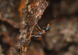 Image of Pheidole metallescens Emery 1895