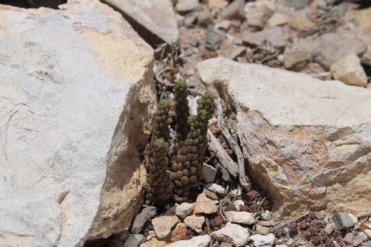 Image of Wright's stonecrop