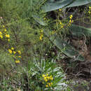 Image of Sonchus leptocephalus Cass.