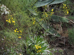 Image de Sonchus leptocephalus Cass.