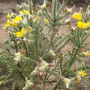 Image of Aspalathus grandiflora Benth.