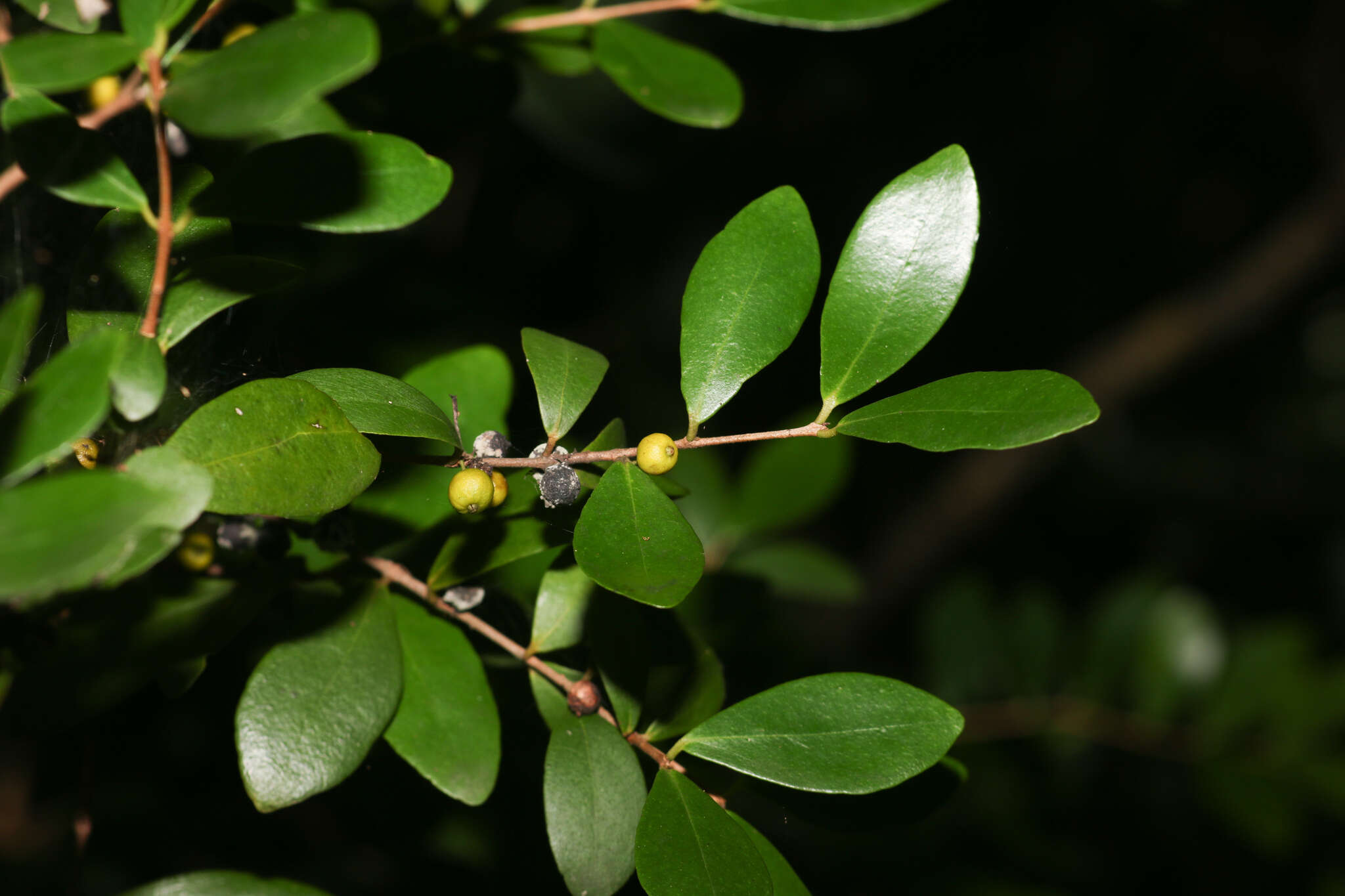 Image of boxleaf stopper