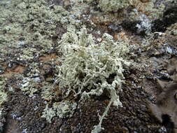 Image of intermediate cartilage lichen