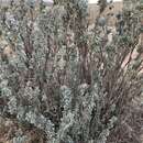 Imagem de Atriplex nummularia subsp. nummularia