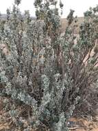 Image de Atriplex nummularia subsp. nummularia