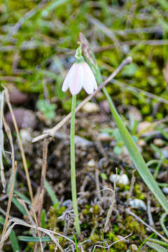 Image of Acis rosea (F. Martin bis) Sweet