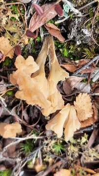 Imagem de Clavulinopsis subarctica (Pilát) Jülich 1985