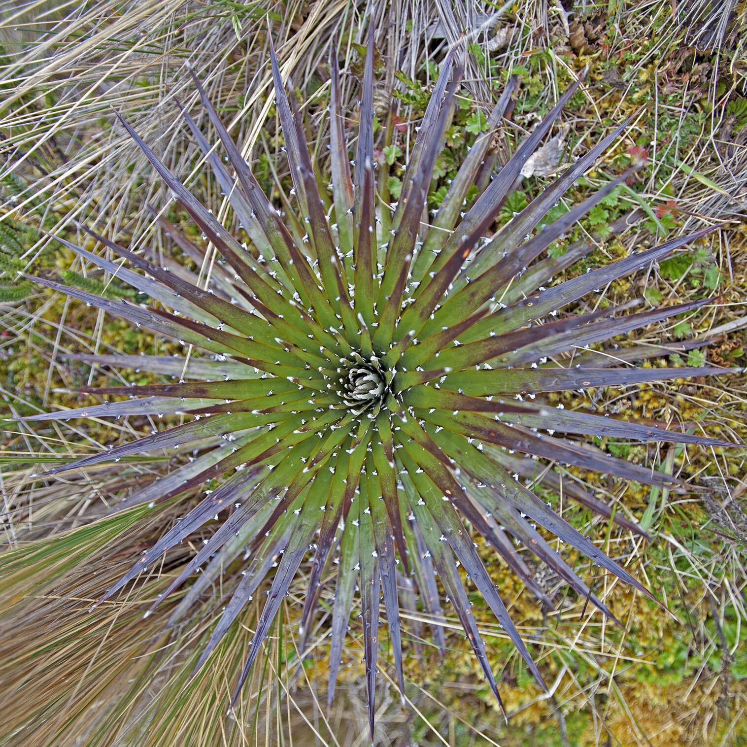 Image of Puya clava-herculis Mez & Sodiro