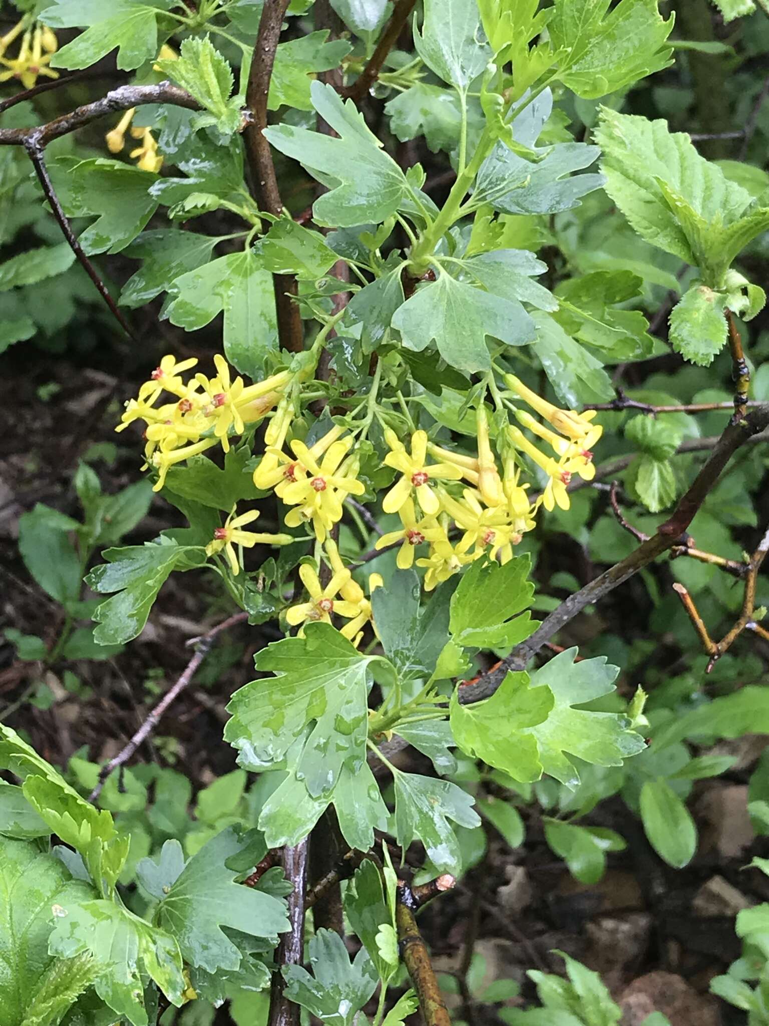 Sivun Ribes aureum var. villosum DC. kuva