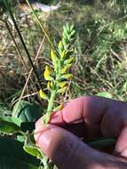 Image of Crotalaria mitchellii Benth.