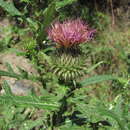 Imagem de Cirsium ciliatum (Murray) Moench