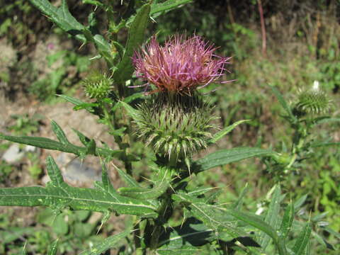 Sivun Cirsium ciliatum (Murray) Moench kuva