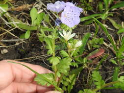 Phacelia strictiflora (Engelm. & Gray) A. Gray的圖片