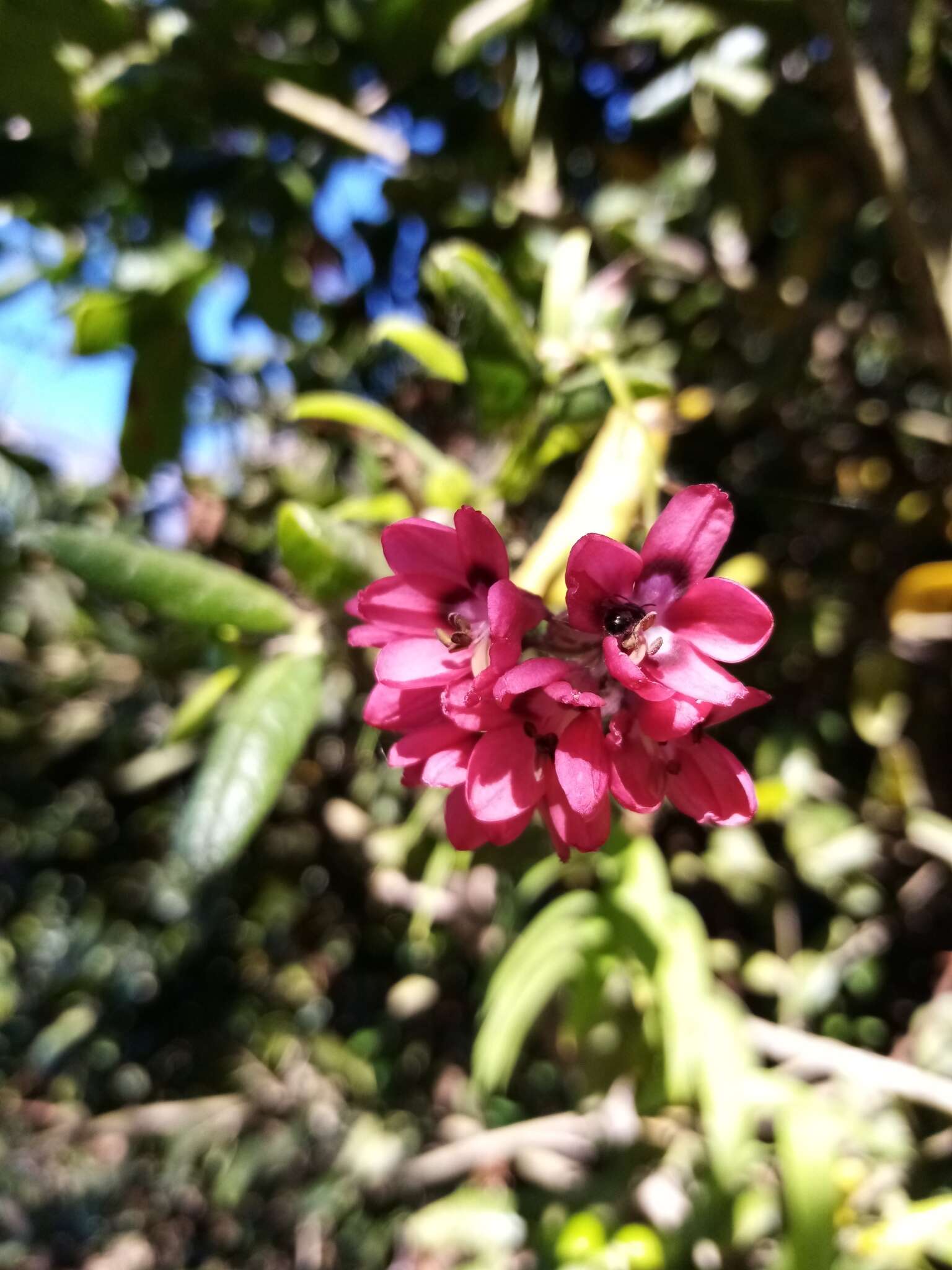 Image of Bomarea salsilla (L.) Mirb.