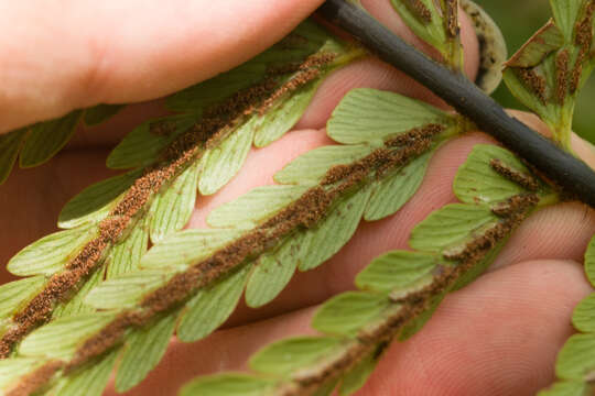 Image of Lacy Spleenwort