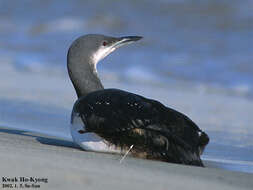 Image of Pacific Diver