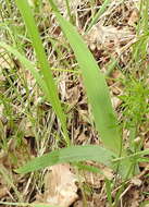 Image of stool iris