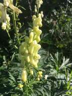 Imagem de Aconitum lycoctonum L.