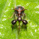 Image of Clubbed Treehopper