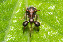 Image of Clubbed Treehopper