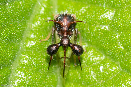 Image of Ant-mimicking Treehopper