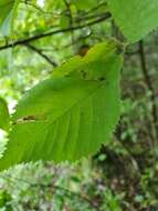 Phyllonorycter obscuricostella (Clemens 1859)的圖片