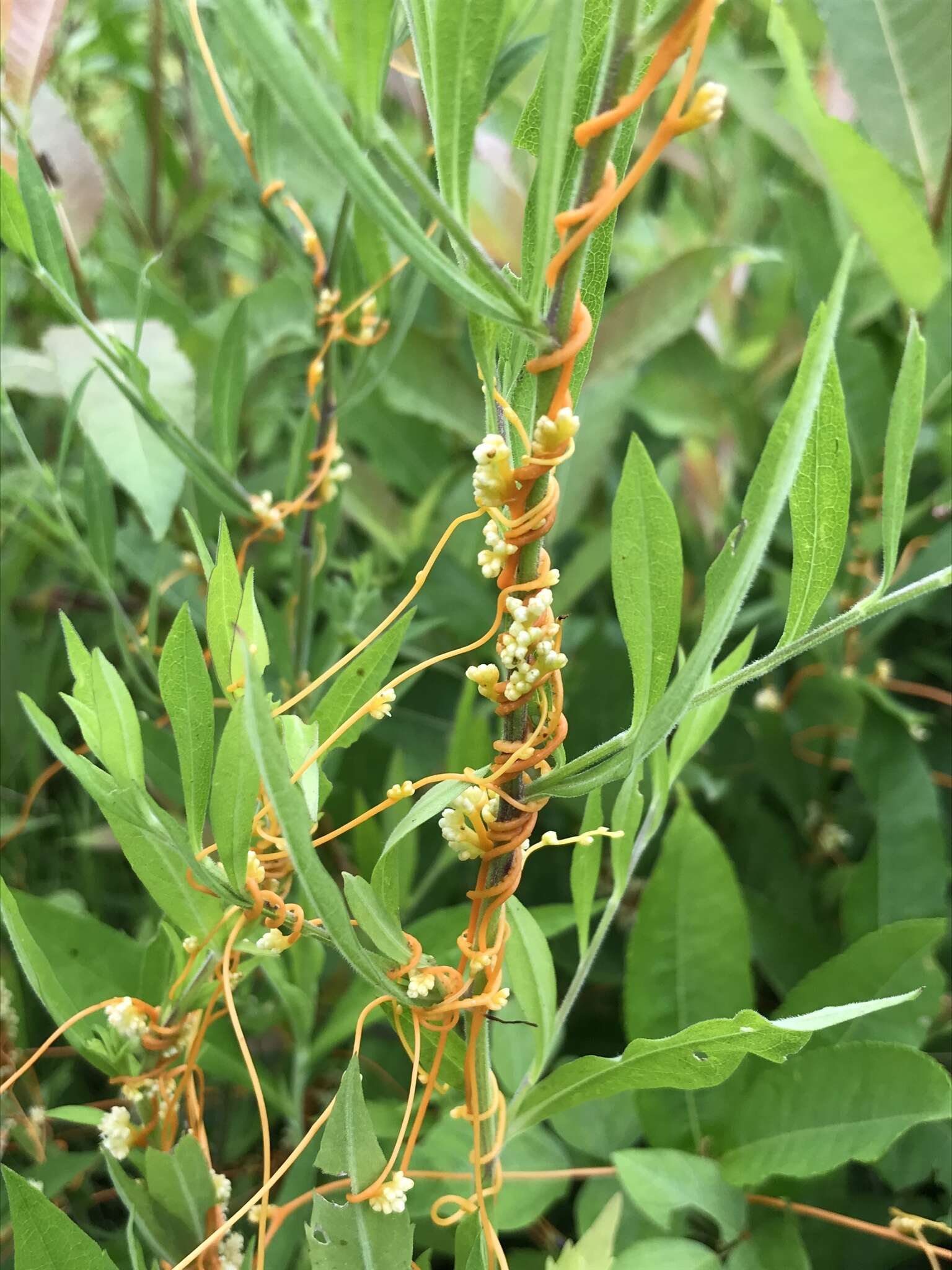 Image of buttonbush dodder