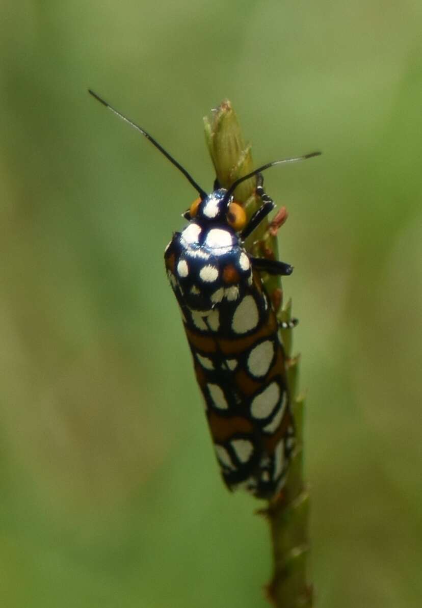 Image de Cydosia nobilitella Cramer 1779