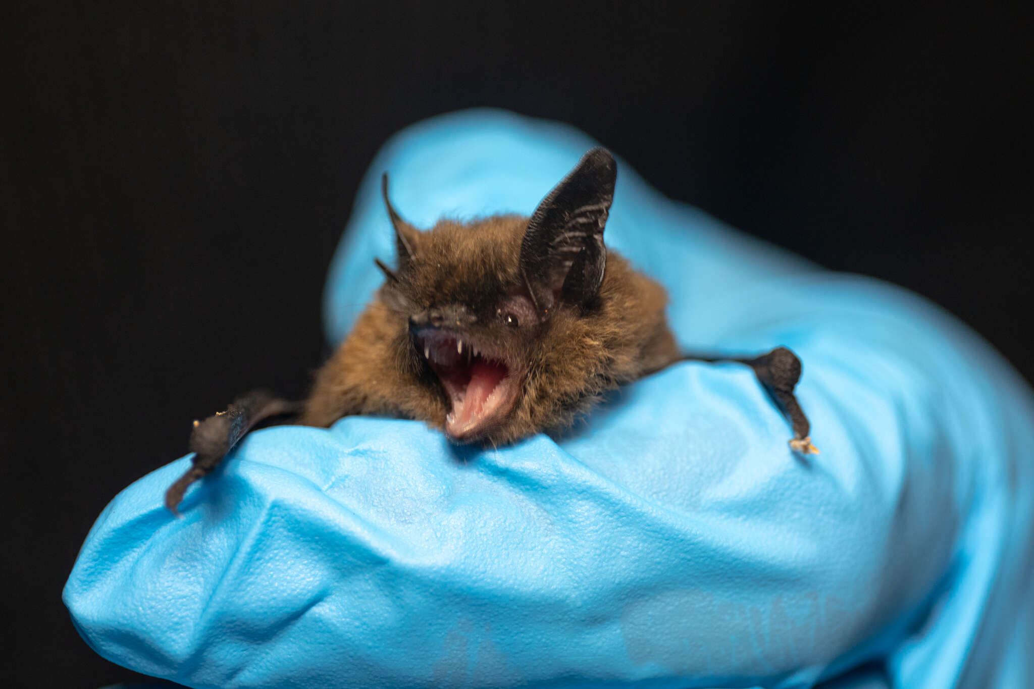 Image of California Myotis