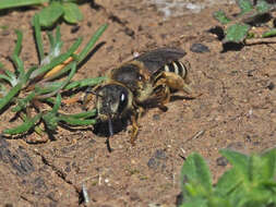 Halictus fulvipes (Klug 1817)的圖片