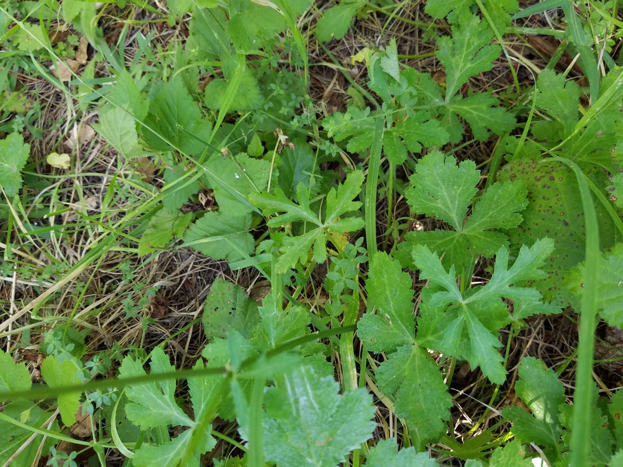 Image of Hoffmann's blacksnakeroot