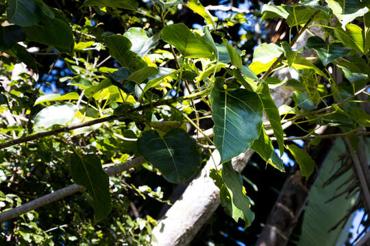 Ficus polita Vahl的圖片