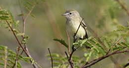 Inezia tenuirostris (Cory 1913)的圖片