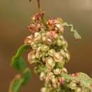 Image of Rumex crispus subsp. littoreus (Hardy) J. R. Akeroyd