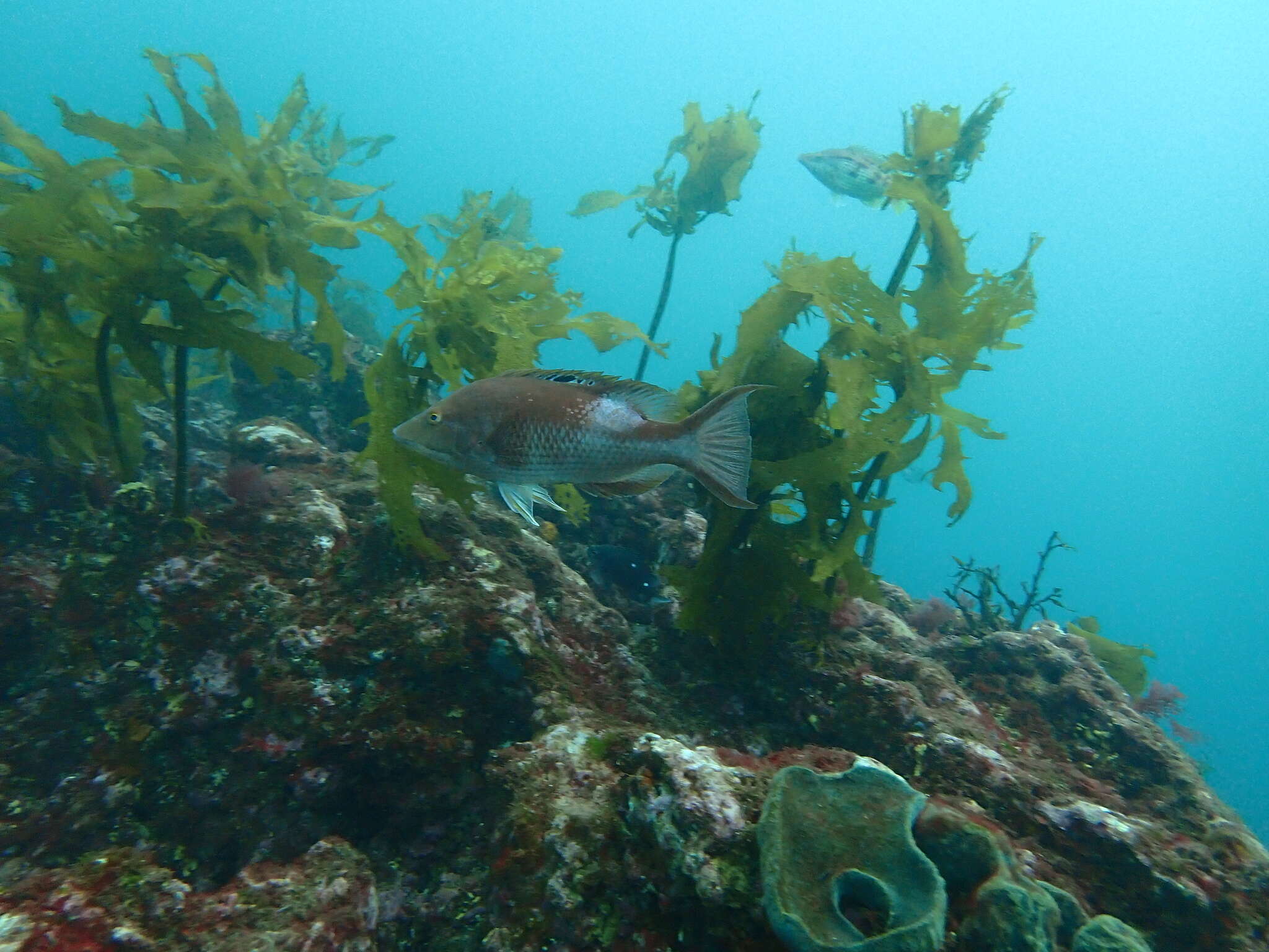 Bodianus unimaculatus (Günther 1862) resmi