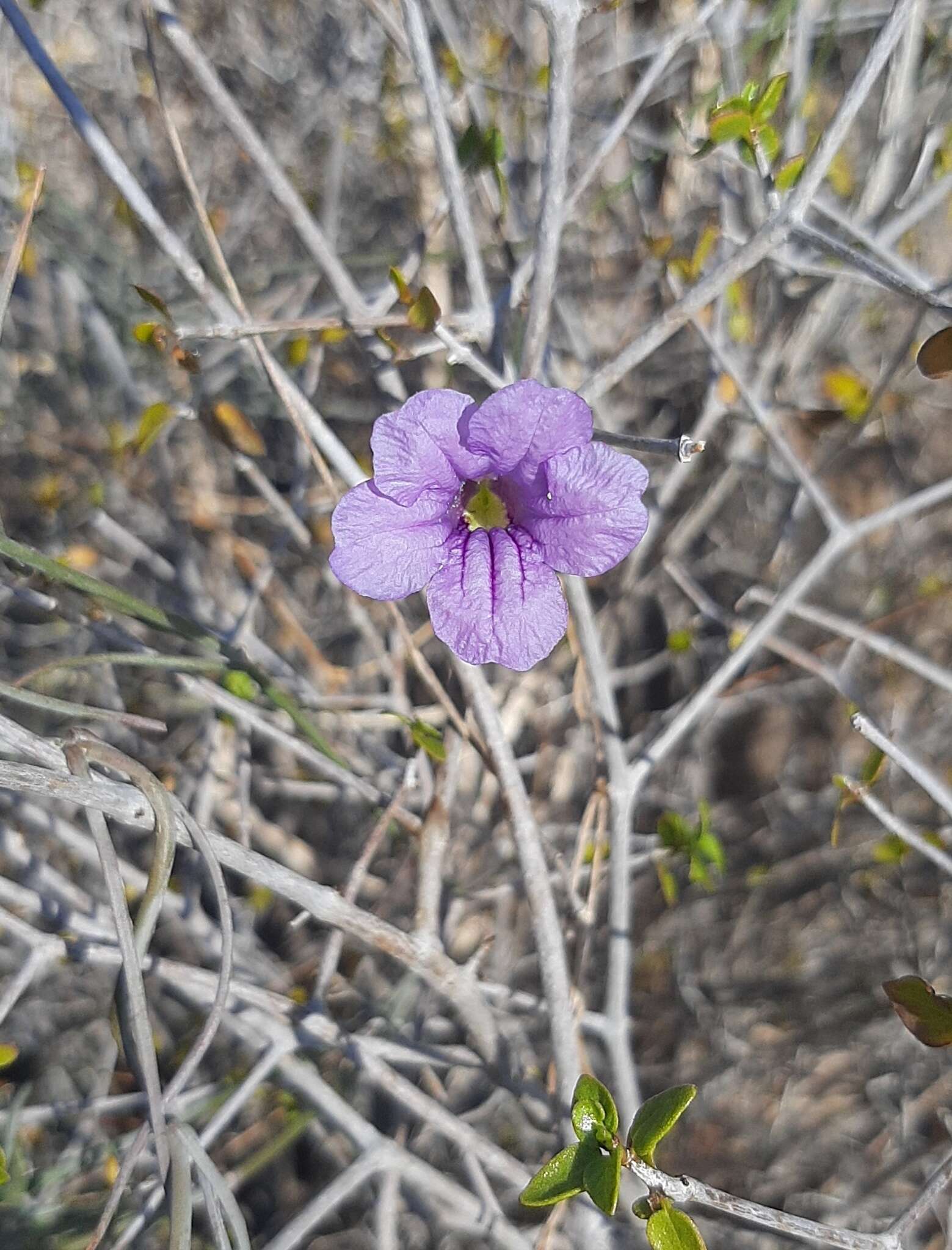 Plancia ëd Ruellia californica subsp. peninsularis (Rose) T. F. Daniel