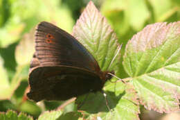 Sivun <i>Erebia pronoe vergy</i> kuva