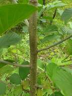 Image of Alnus glutinosa subsp. barbata (C. A. Mey.) Yalt.