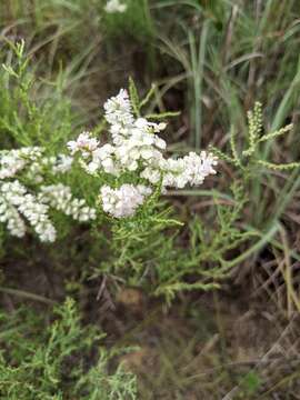 Polygonella americana (Fisch. & Mey.) Small resmi