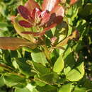 Image of Blue-Fruited Currant-Rhus