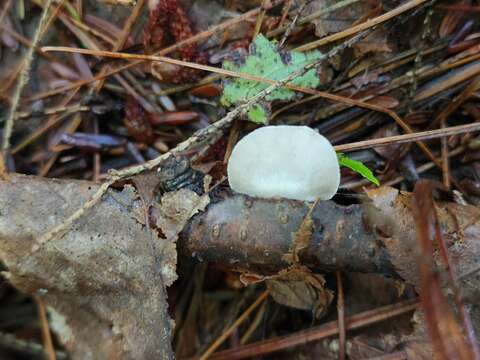 Crepidotus albissimus Murrill 1943的圖片