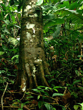 Image of Dilodendron