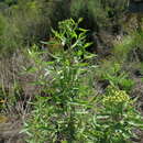Image of Nidorella ivifolia (L.) J. C. Manning & Goldblatt