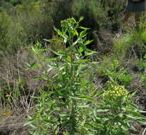 Plancia ëd Nidorella ivifolia (L.) J. C. Manning & Goldblatt