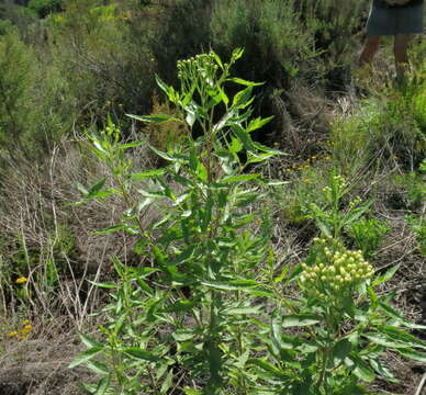 Sivun Nidorella ivifolia (L.) J. C. Manning & Goldblatt kuva