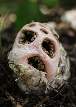 Image of Clathrus transvaalensis Eicker & D. A. Reid 1990