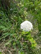 Imagem de Daucus carota subsp. sativus (Hoffm.) Schübl. & Martens