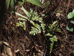 Imagem de Pteris heteromorpha Fée