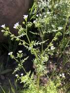 Image de Eucrypta chrysanthemifolia (Benth.) Greene